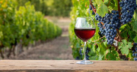 Verre de vin rouge au milieu des vignes dans un vignoble en France.