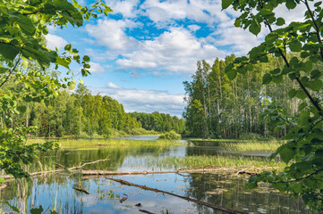 Summer river landscape with beautiful birches on the shore of a small bay, high water, islands of green cattail. Beautiful clouds in the sky. - 659903788