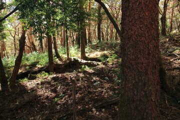 秋を迎えた深い森の中のイメージ風景