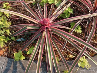 red pineapple plants blooming on the side of the road