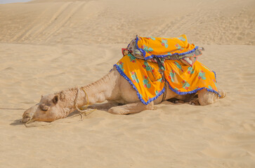 Sleeping camel at Sam sand dunes, Jaisalmer, Rajasthan, India.