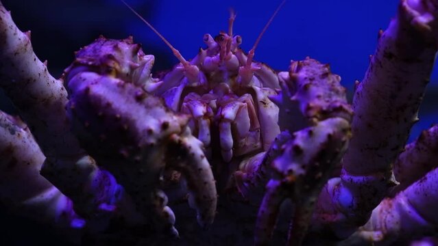 Closeup big red king crab 