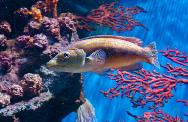 Adult cuckoo wrasse or labrus mixtus