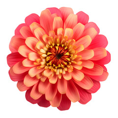 Flower isolated on transparent background cutout