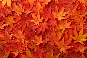 Wandcirkels plexiglas 敷き詰められた紅葉したもみじの葉 © Yama