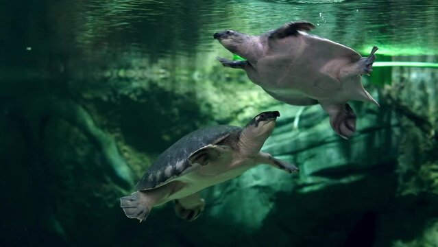 Close Up Of A Pig-nosed Turtle Swimming In The Water. 