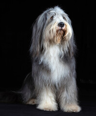 Stolzer Bearded Collie Rüde sitzt vor schwarzem Hintergrund