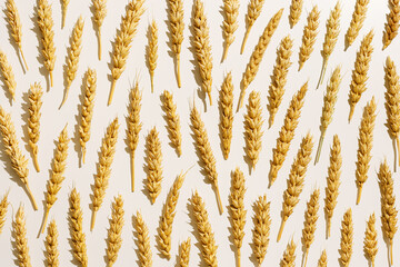 Pattern with ears of wheat, close up golden yellow wheat spikelets at sunlight on white beige background. Top view minimal style, aesthetic trend, autumn seasonal harvest concept, cereal flat lay - obrazy, fototapety, plakaty