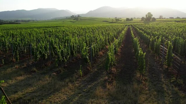 Aerial panoramic view above the beautiful grape vines and vineyards of Alsace France 