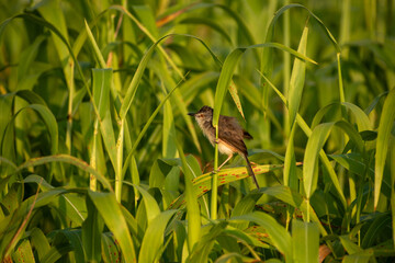 Bird on the branch 
