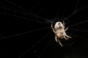 Spider on black background close up. Orb Weaver on its web in the dark macrophotograph. Garden spider. 