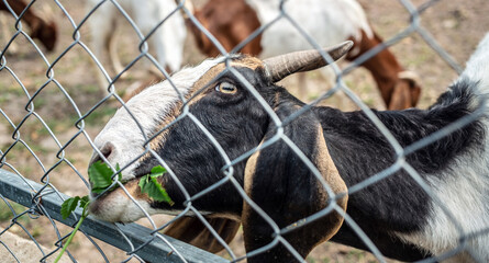 Close-up shot of goats grazing on farm with iron mesh fence