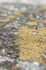 moss that dries on the surface of stones
