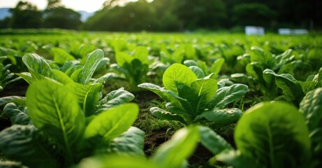 plant in the soil