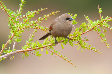 Bay winged Cowbird in Calden forest environment, La Pampa Province, Patagonia, Argentina.