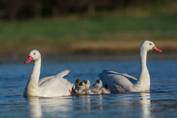 Coscoroba swan with cygnets swimming in a lagoon , La Pampa Province, Patagonia, Argentina.