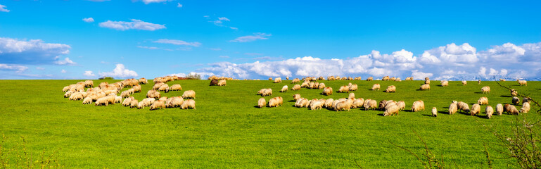 Obraz premium sheep graze on the spring green grass with Romanian Fagaras mountains in the background