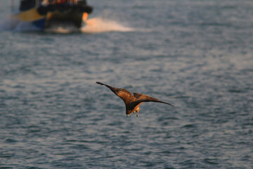 an Sea Eagle at sai kung sea