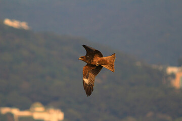 an eagle at sai kung at winter