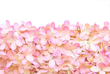 Background of hydrangea flowers, decorative background