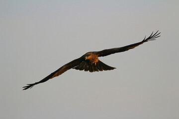 an eagle at sai kung at winter