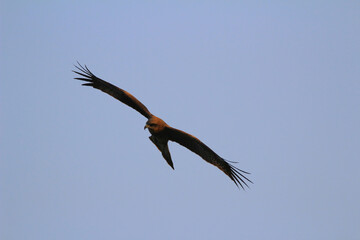 an eagle at sai kung at winter