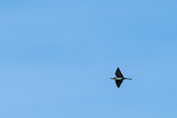 kite in flight