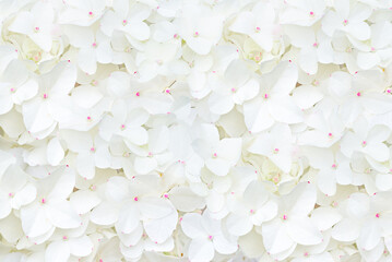 Decorative background with white hydrangea flowers