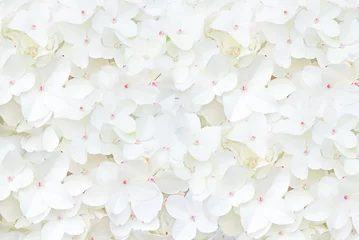 Rolgordijnen Decorative background with white hydrangea flowers © sherlesi 