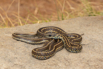 A mildly venomous spotted skaapsteker, also known as a spotted grass snake (Psammophylax rhombeatus) found in a grassland in the Drakensberg Mountain Range, South Africa