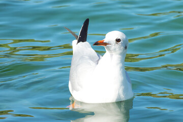 white seagull is floating on the water close-up