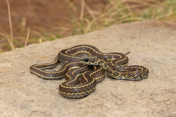 A mildly venomous spotted skaapsteker, also known as a spotted grass snake (Psammophylax rhombeatus) found in a grassland in the Drakensberg Mountain Range, South Africa