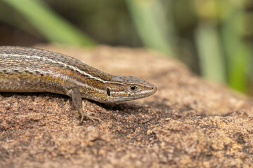 A beautiful Essex's Mountain Lizard (Tropidosaura essexi) in a grassland in the Drakensberg Mountain Range, South Africa