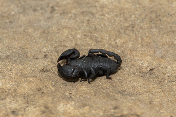 Drakensberg Creeper (Opisthacanthus validus) found in the Drakensberg Mountain Range, South Africa