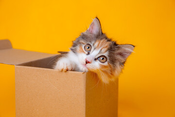 Funny kitten in a cardboard box, isolated on a colored yellow background with a place for text....