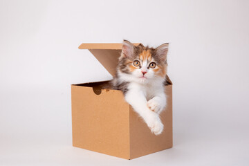 Funny kitten in a cardboard box, isolated on a white background with a place for text. cute kitten cat looks out with paws from a food delivery box. A cat joke in a gift box. - obrazy, fototapety, plakaty