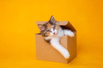 Funny kitten in a cardboard box, isolated on a colored yellow background with a place for text. cute kitten cat looks out with paws from a food delivery box. A cat joke in a gift box,  - obrazy, fototapety, plakaty