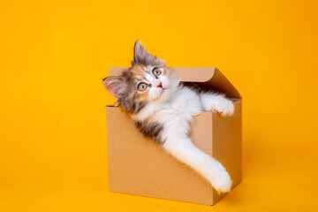 Funny kitten in a cardboard box, isolated on a colored yellow background with a place for text. cute kitten cat looks out with paws from a food delivery box. A cat joke in a gift box,  - obrazy, fototapety, plakaty
