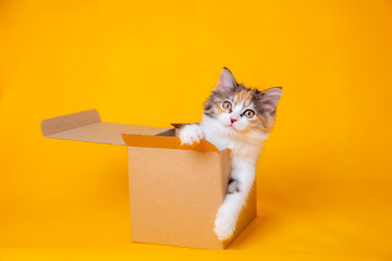 Funny kitten in a cardboard box, isolated on a colored yellow background with a place for text....