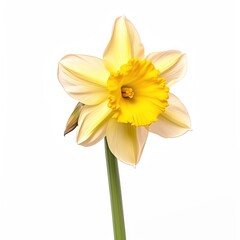 Daffodil