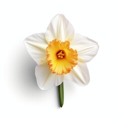 Fototapeta na wymiar Daffodil