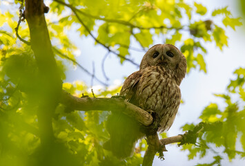 owl on tree