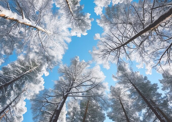 Pine trees covered with frost and snow on winter sunny day.View from below.AI Generative