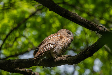 owl