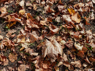 beautiful autumn leaves are lying on the ground