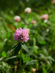 Bright beautiful bouquet of yellow white and red flowers, fragment, close. High quality photo     