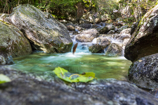 Springender Fisch im Bach