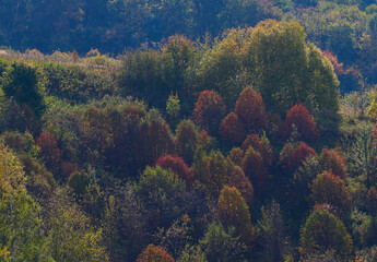 Naklejka na ściany i meble Beautiful autumn panoramic landscape in the forest. Autumn woods tree