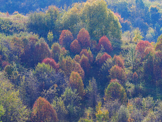Beautiful autumn panoramic landscape in the forest. Autumn woods tree