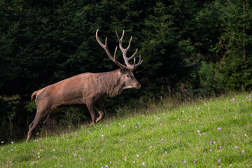 Naklejka na ściany i meble Red Deer - Cervus elaphus, large beautiful iconic animal from European forests and meadows, White Carpathians, Slovakia.